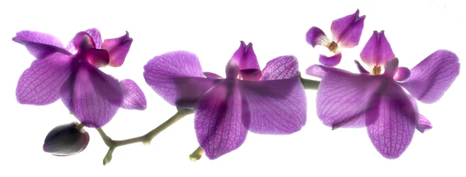Orquídea Row